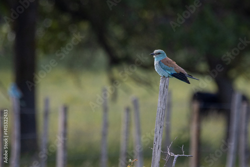 european roller