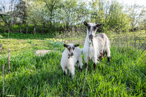 Beautiful rural landscape from the Republic of Moldova. Village life in spring.