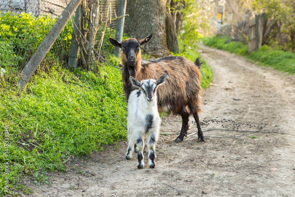 Beautiful rural landscape from the Republic of Moldova. Village life in spring.