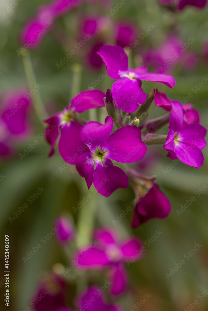 A cluster of vibrant purple flowers stands out against a lush green background, showcasing their delicate petals and natural beauty in a serene setting. A cluster of vibrant purple flowers stands out against a lush green background, showcasing their delicate petals and natural beauty in a serene setting.