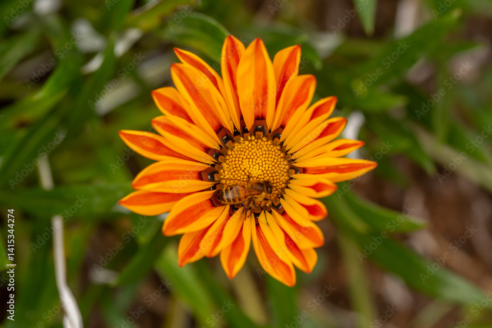 A vibrant orange flower with a bright yellow center is visited by a bee, highlighting the intricate beauty of nature and the vital role of pollinators. A vibrant orange flower with a bright yellow center is visited by a bee, highlighting the intricate beauty of nature and the vital role of pollinators.