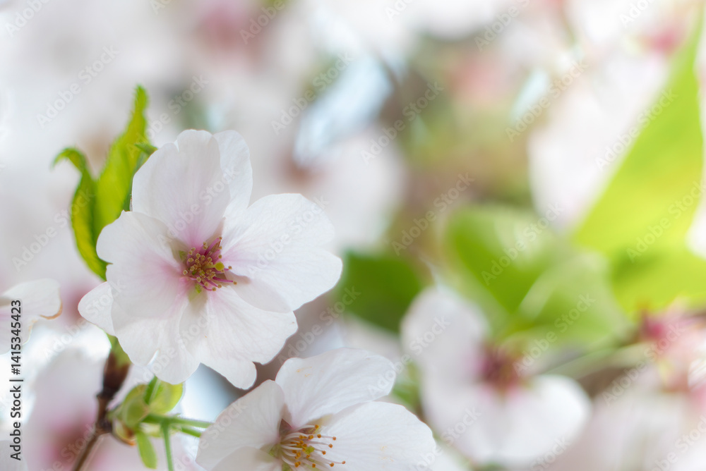 終いの桜 滋賀県大津市茶臼山公園 終いの桜 滋賀県大津市茶臼山公園