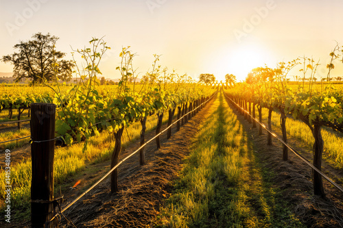 Obraz na płótnie The image depicts a vibrant vineyard during sunset, with rows of grapevines bathed in warm golden light w salonie