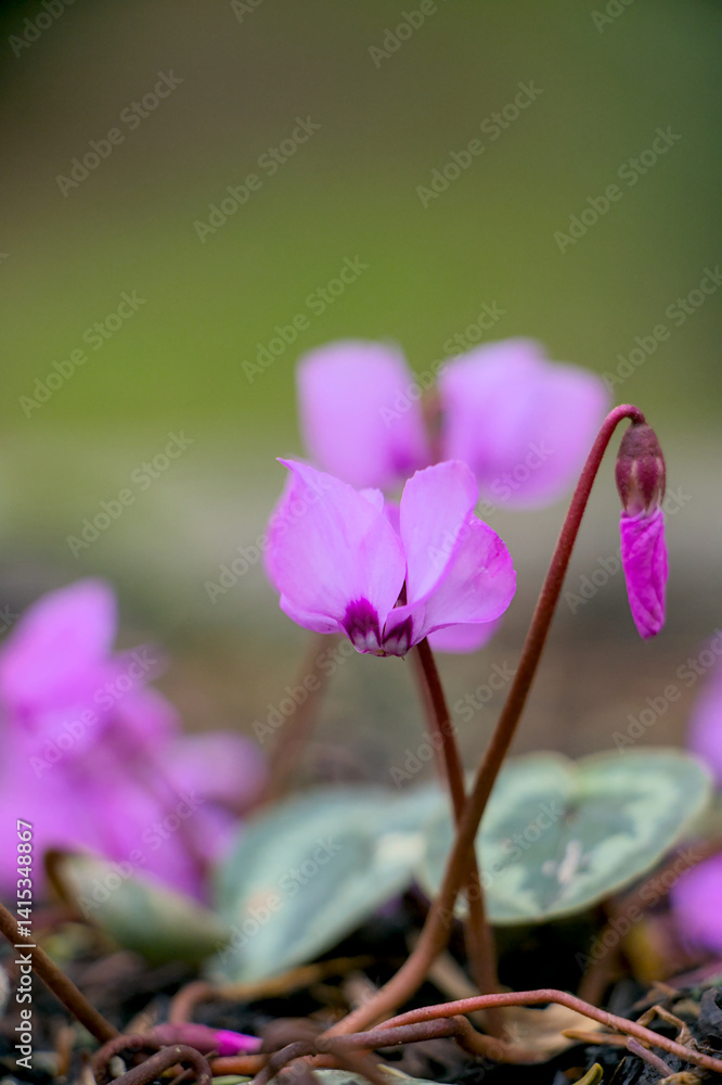 spring flowers in the garden