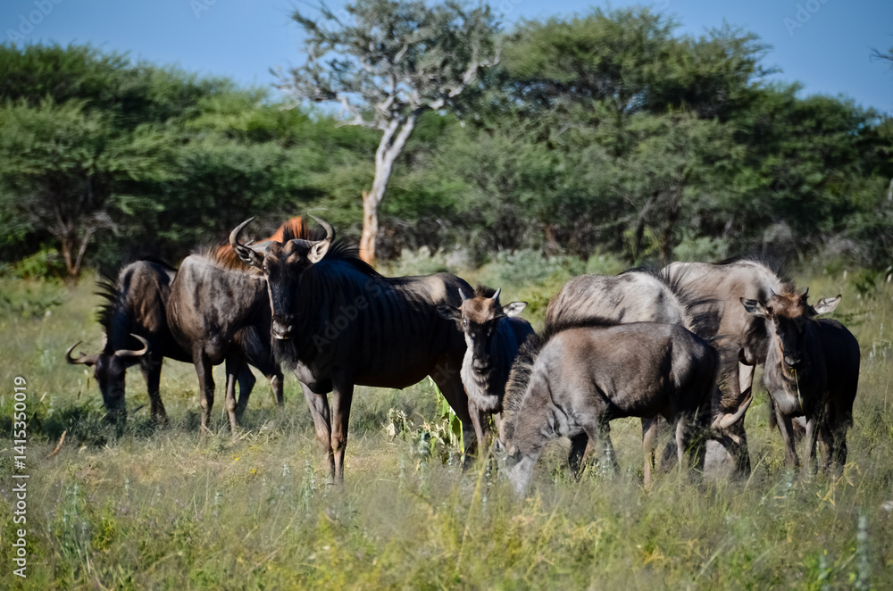 Naklejka premium herd of wildebeest