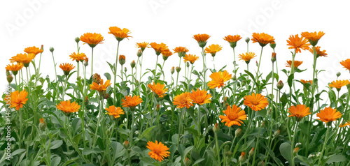 PNG Vibrant orange flowers in bloom