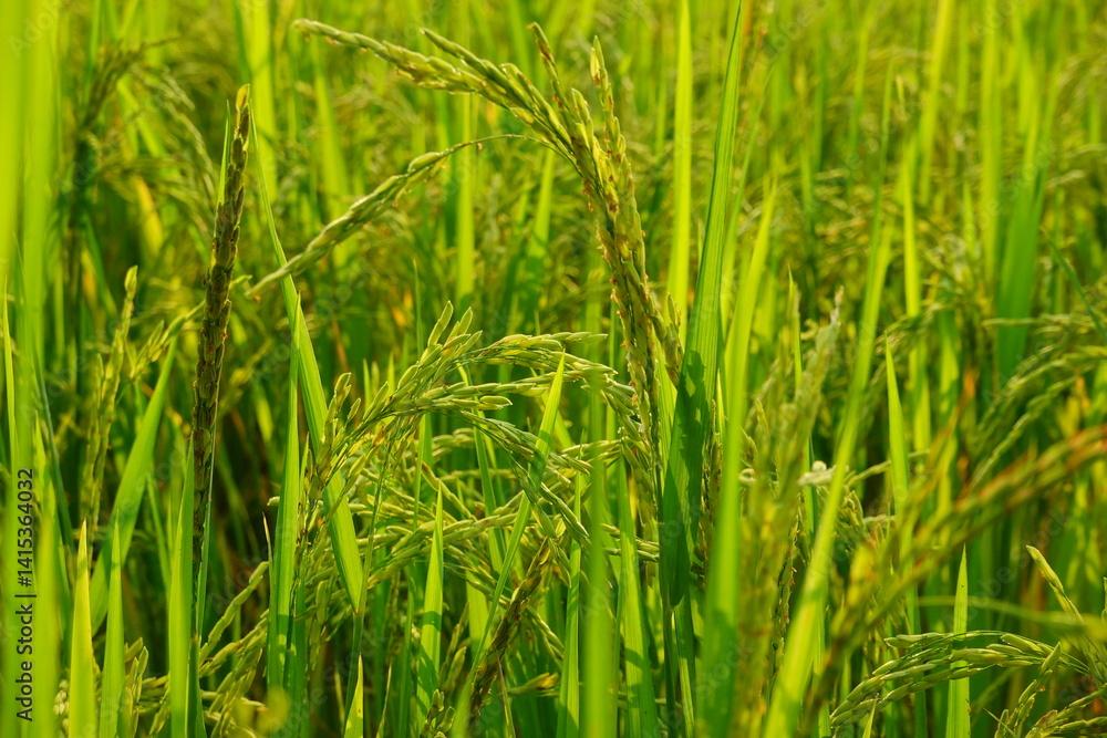 Fototapeta premium Rice field agriculture grain food yield season