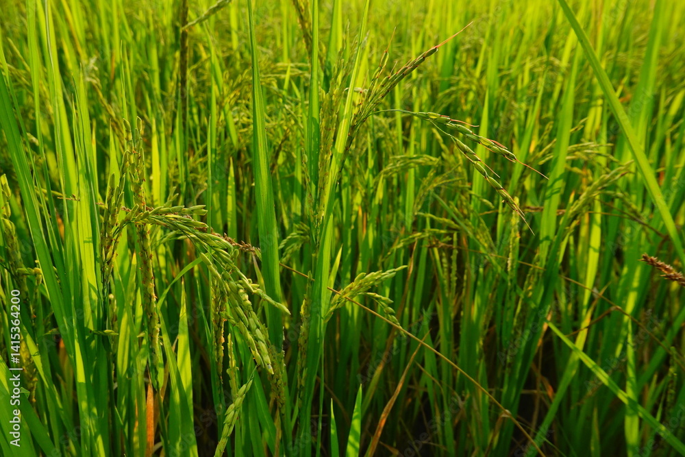 Rice field agriculture grain food yield season Rice field agriculture grain food yield season