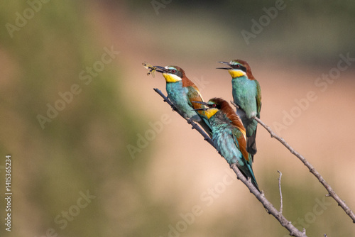 group of bee eater