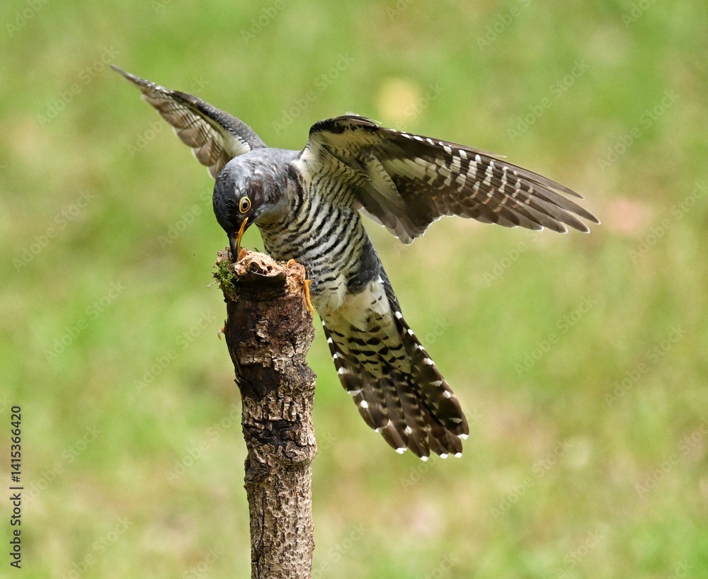 Obraz premium red tailed hawk in flight