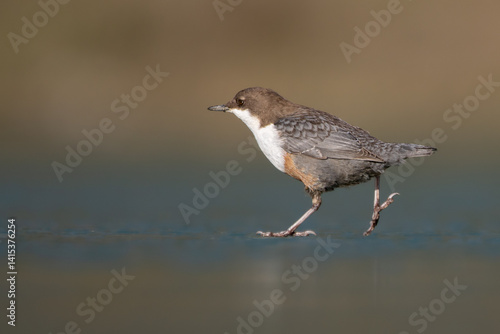 ice skater dipper