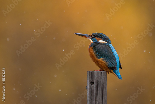 kingfisher 