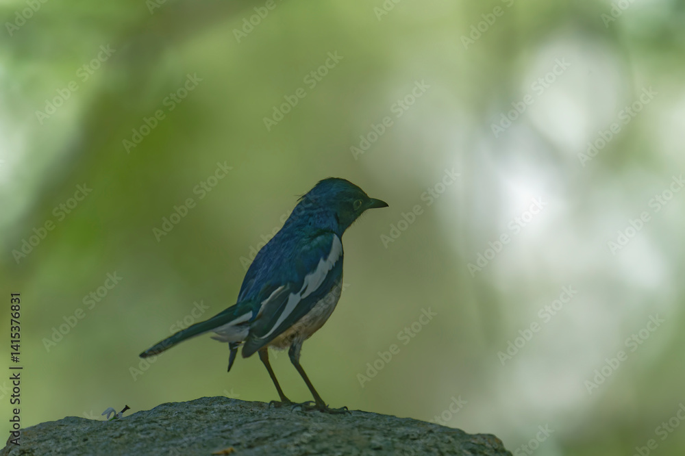 Oriental magpie robin on the branch Oriental magpie robin on the branch