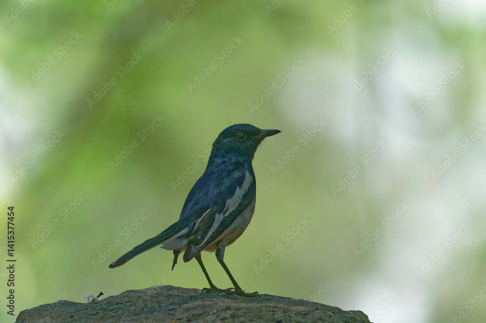 Oriental magpie robin on the branch Oriental magpie robin on the branch