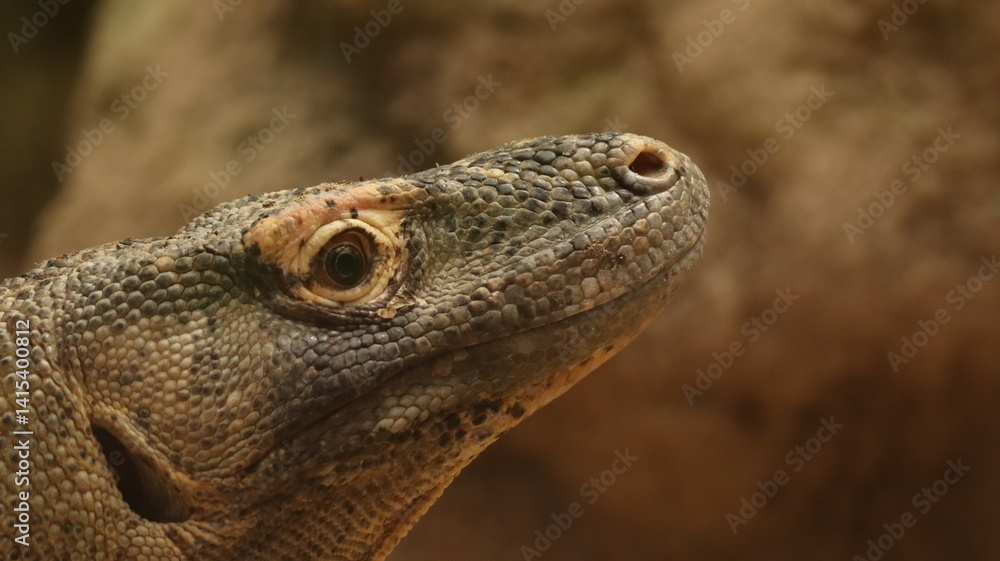 Fototapeta premium Komodo Dragon portrait in a zoo