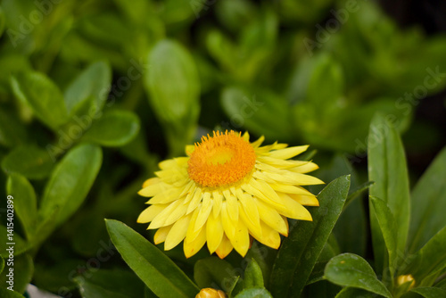Bright Yellow Strawflower Bloom with Papery Petals in Sunlight
