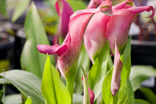 Elegant Pink Calla Lily Blooming in Soft Light