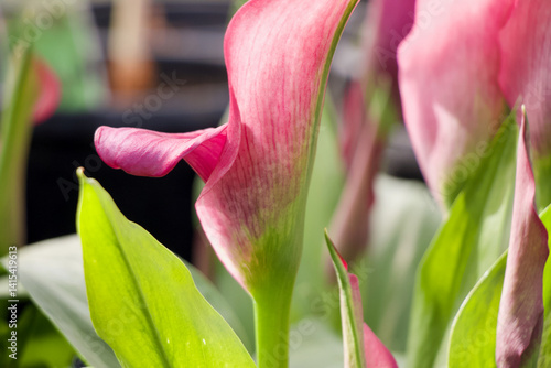 Elegant Pink Calla Lily Blooming in Soft Light