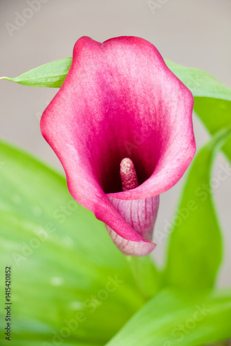 Elegant Pink Calla Lily Blooming in Soft Light