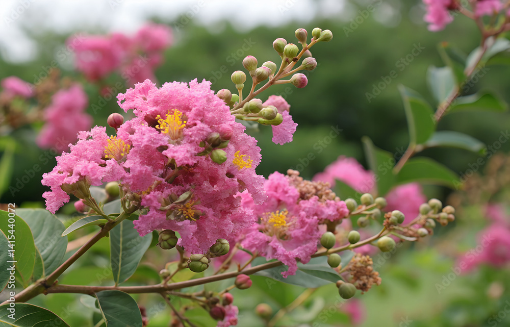 Obraz premium Pink Lagerstroemia indica flower background