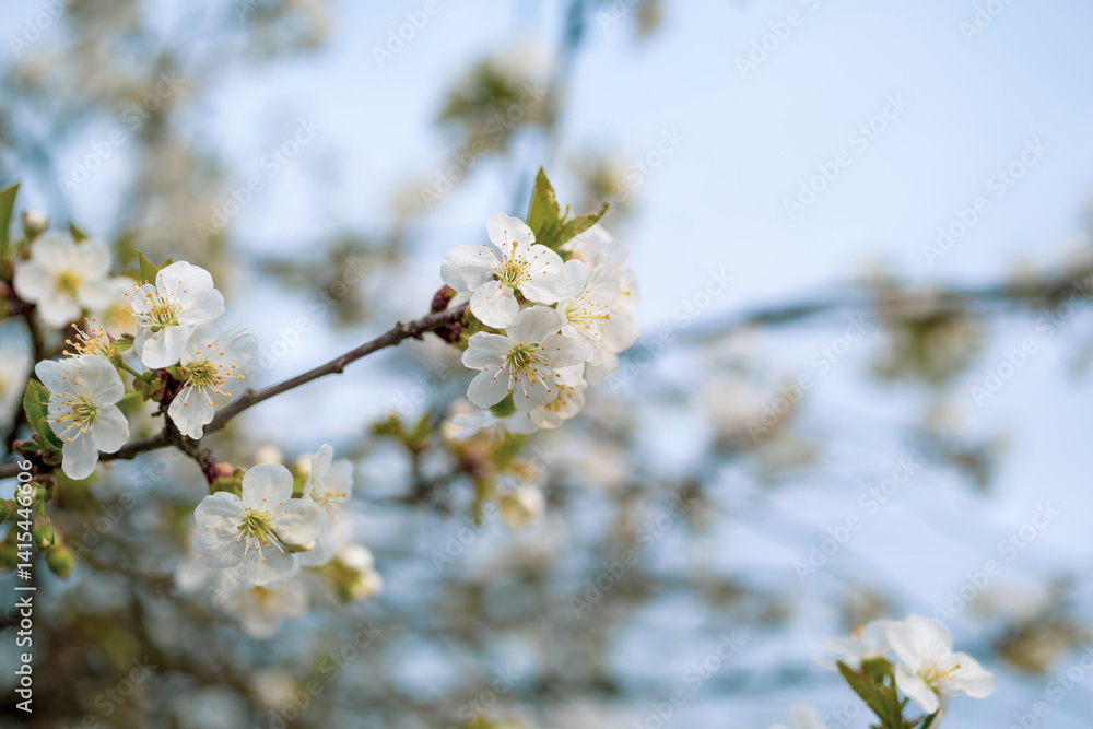 Fototapeta premium Blooming apple orchard. Spring background with white blossoming apple tree branches, soft selective focus