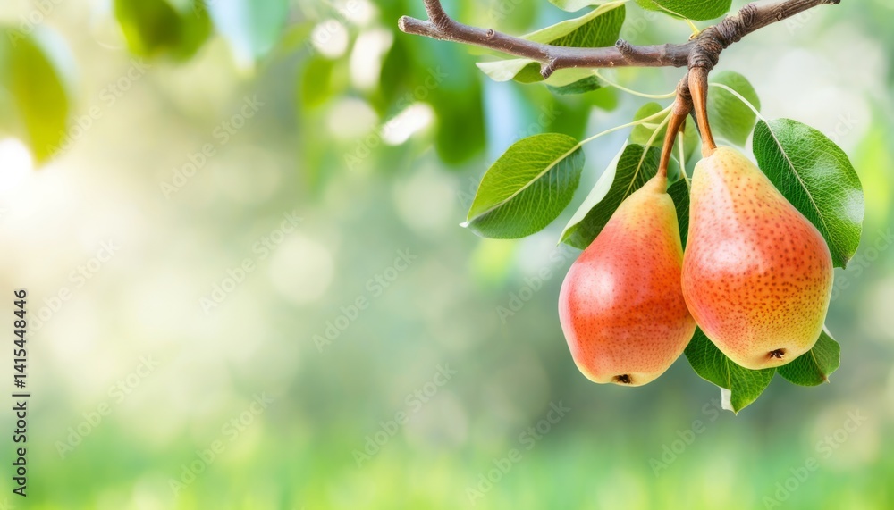 Two ripe pears with a slight blush of red are hanging from a green leafy branch in a vibrant orchard under the warm sunlight of a late afternoon