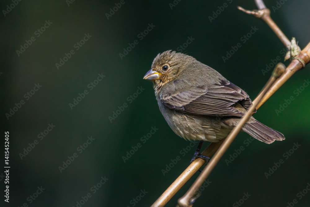 Fototapeta premium A small bird with camouflage feathers perched on a bamboo stick