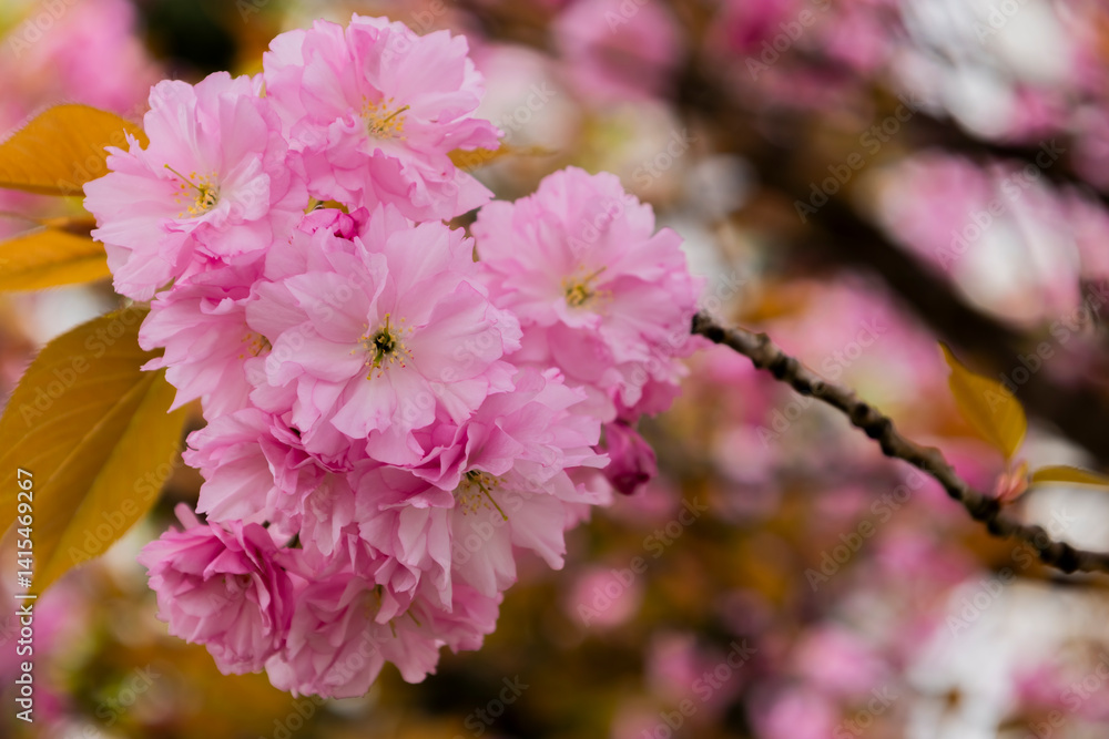 Obraz premium Richly layered sakura petals unfurl in soft focus, blending pastel pink hues and bronze foliage — a timeless celebration of spring’s gentle elegance and poetic charm.