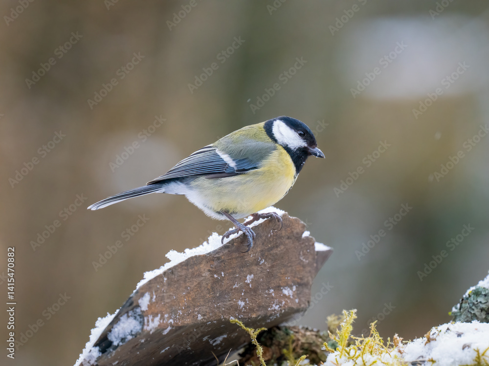 Obraz premium Kohlmeise (Parus major)