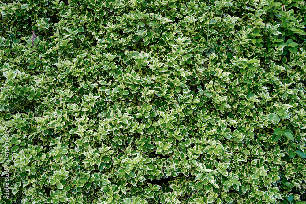 Textured background of variegated green and cream leaves from Euonymus fortunei Emerald Gaiety or similar shrub. Ideal for gardening or nature themes Textured background of variegated green and cream leaves from Euonymus fortunei Emerald Gaiety or similar shrub. Ideal for gardening or nature themes