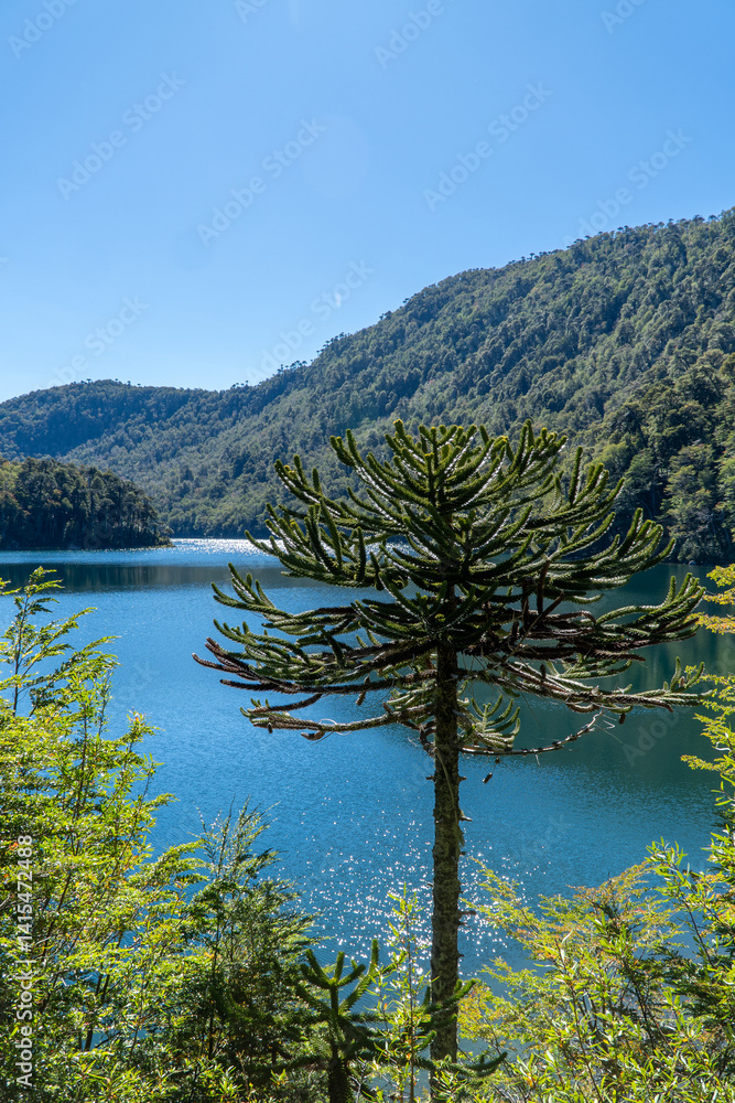 a native Araucaria tree stands in the Patagonian wilderness, overlooking a bright turquoise lake—a peaceful glimpse into Chile’s untouched landscapes.