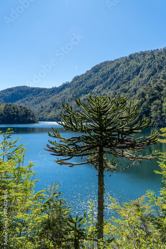 Obraz na płótnie a native Araucaria tree stands in the Patagonian wilderness, overlooking a bright turquoise lake—a peaceful glimpse into Chile’s untouched landscapes. w salonie