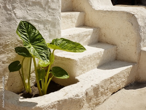 Minimalist Tropical Vibes with Soft Morning Light and Natural Shadow Background for Aesthetic Modern Branding