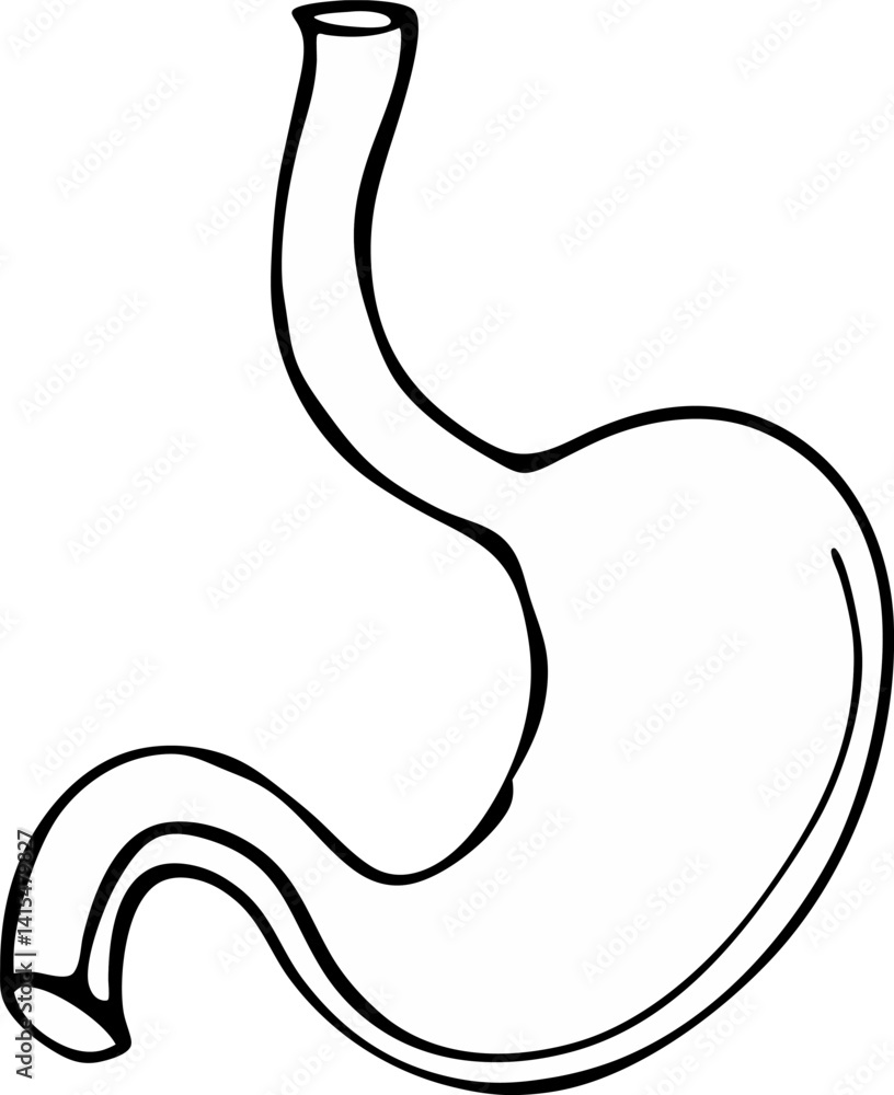 Stomach Icon On White Background Vector Art Stomach Icon On White Background Vector Art