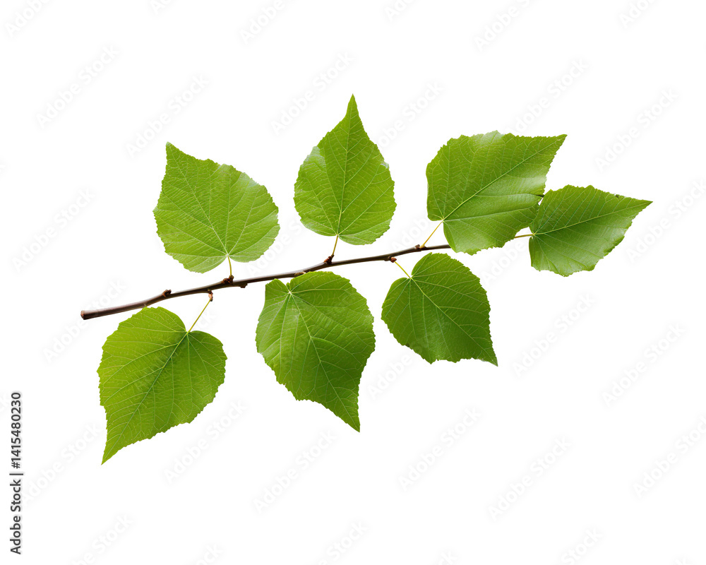 green birch tree twig leaves isolated on a transparent background green birch tree twig leaves isolated on a transparent background
