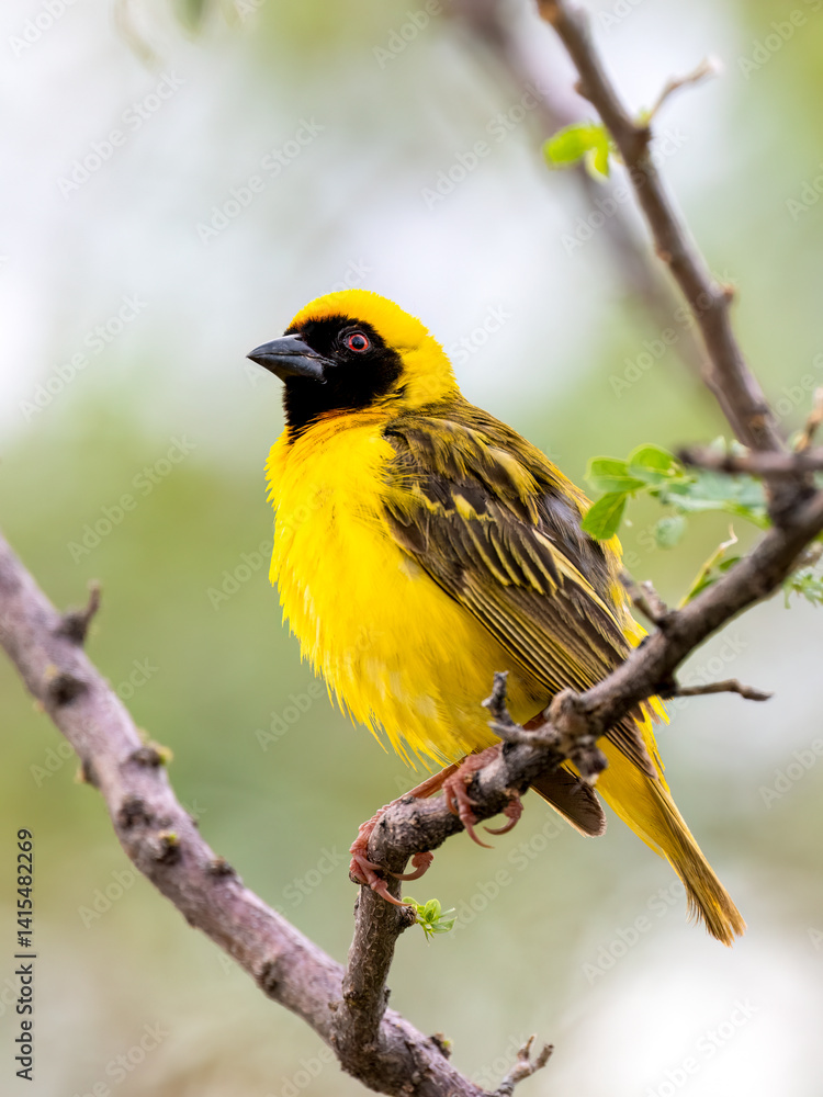 Fototapeta premium Maskenweber&nbsp;(Ploceus velatus)
