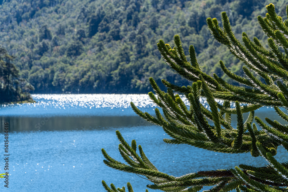 Close-up of Araucaria Tree Branches by a Southern Chilean Lake