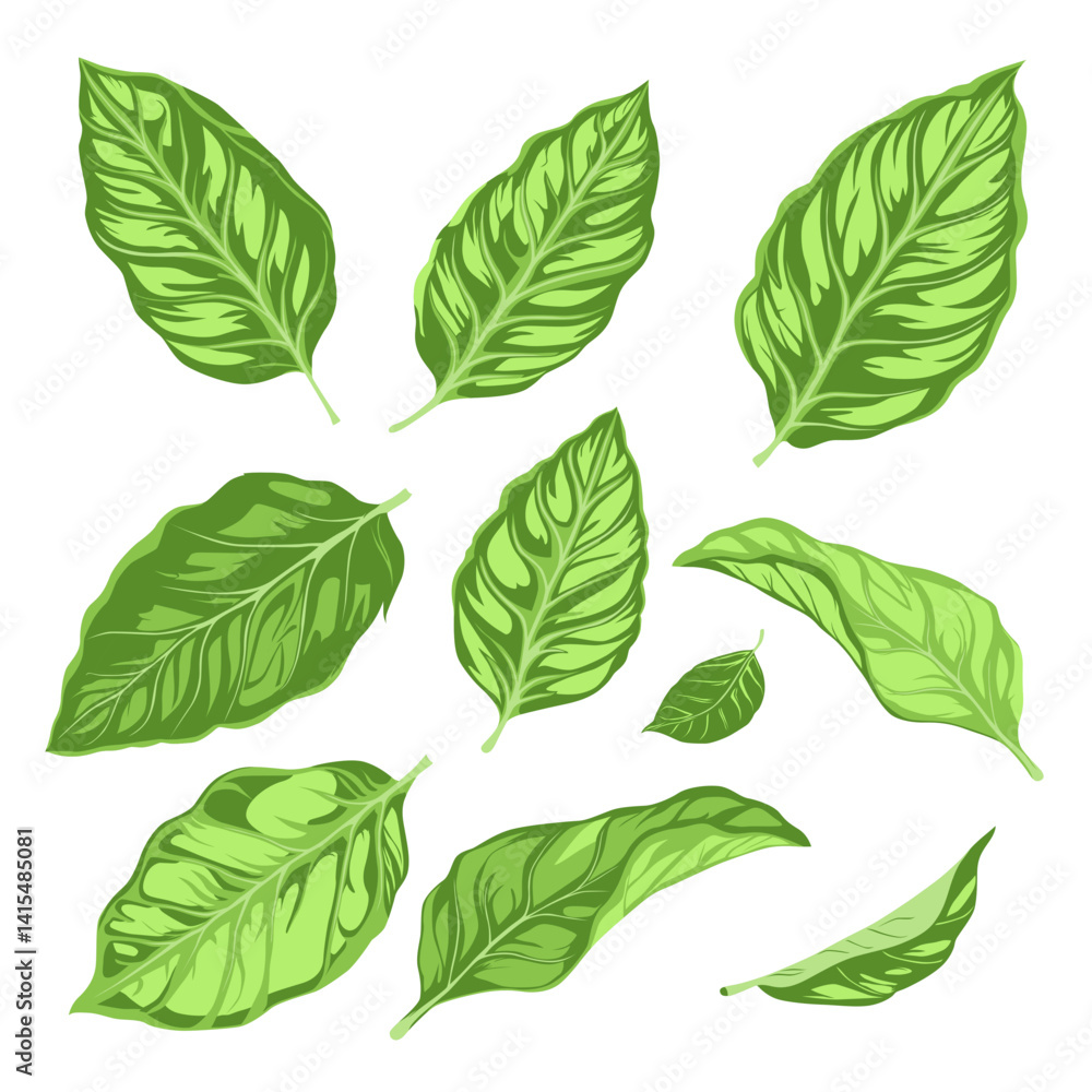 Set of tobacco leaf illustration Set of tobacco leaf illustration