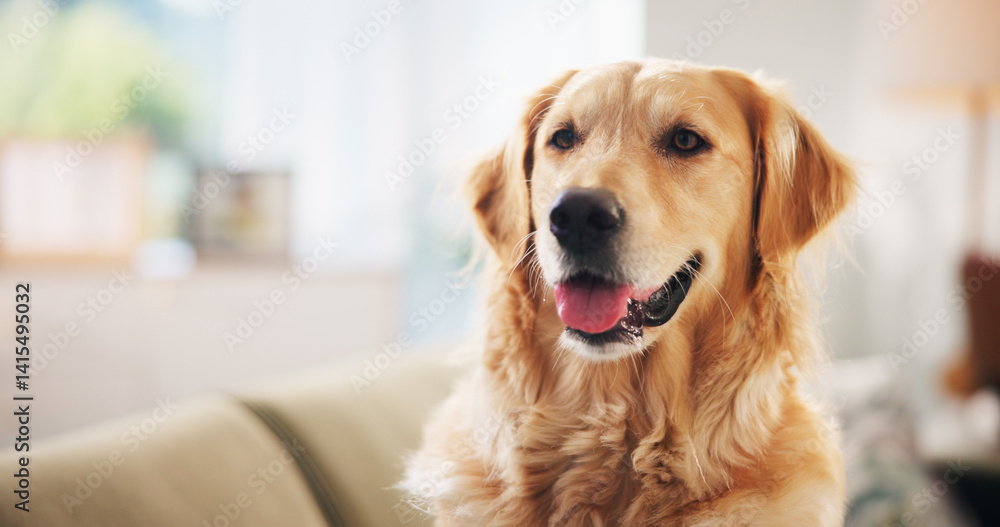 Golden retriever, face and relax on couch in home, break and tongue out for rest in living room. Dog, pet and animal on sofa with comfort, fluffy and breathing in lounge, morning and apartment