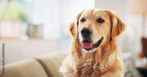 Obraz na płótnie Golden retriever, face and relax on couch in home, break and tongue out for rest in living room. Dog, pet and animal on sofa with comfort, fluffy and breathing in lounge, morning and apartment w salonie