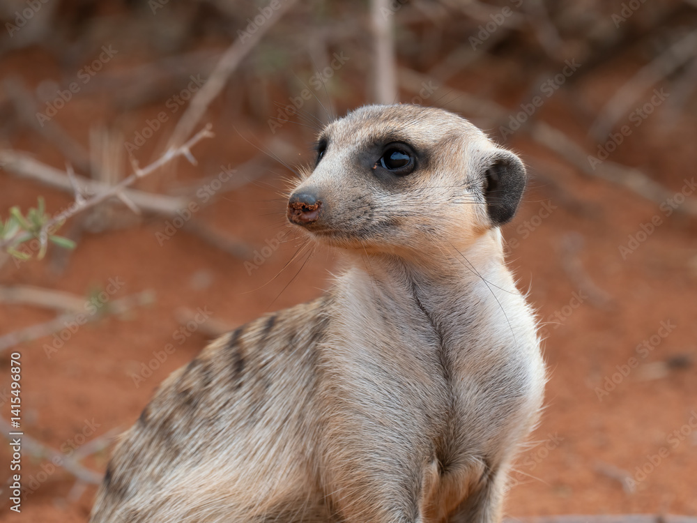 Fototapeta premium Erdmännchen (Suricata suricatta)