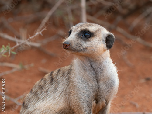 Erdmännchen (Suricata suricatta)