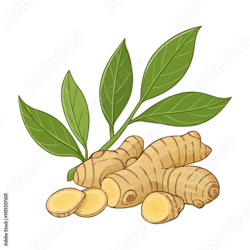 ginger root and leaves vector illustration isolated
