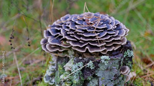 Colorful Trametes versicolor mushroom growing on a tree stump in the forest. A detailed close-up of this unique bracket fungus, perfect for nature, ecology, and forest biodiversity themes.