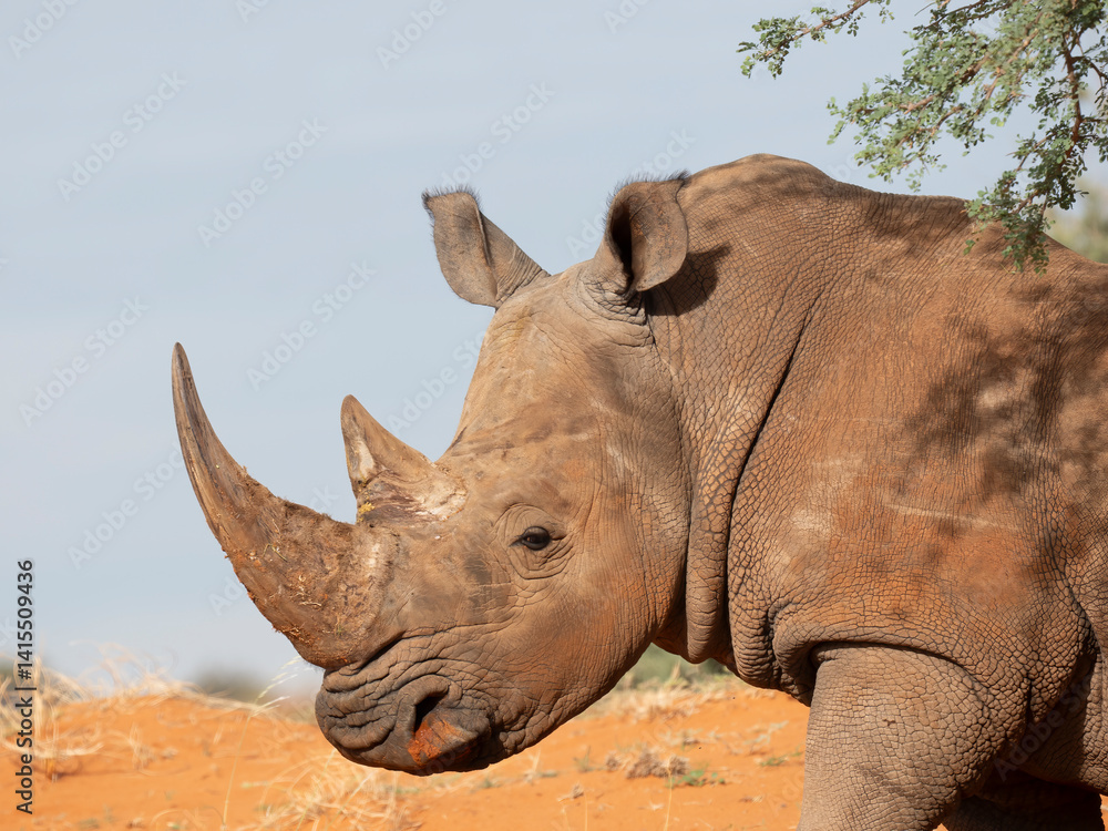 Fototapeta premium Breitmaulnashorn (Ceratotherium simum)