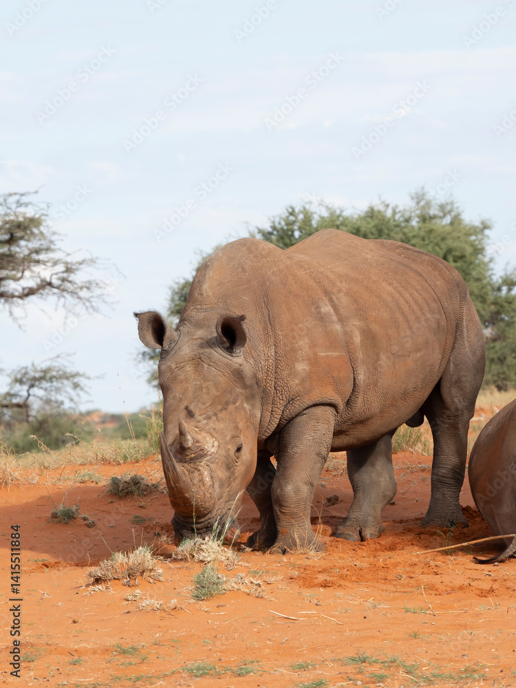 Obraz premium Breitmaulnashorn (Ceratotherium simum)