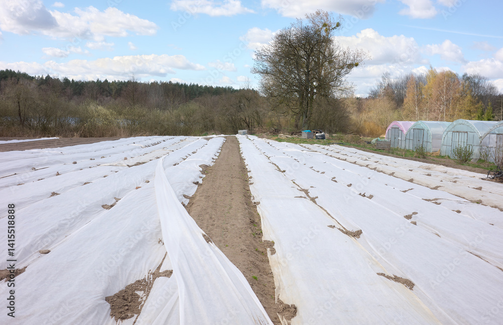 Organic farm with agrotextile covering vegetable beds.