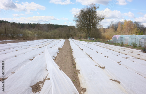 Obraz na płótnie Organic farm with agrotextile covering vegetable beds. w salonie