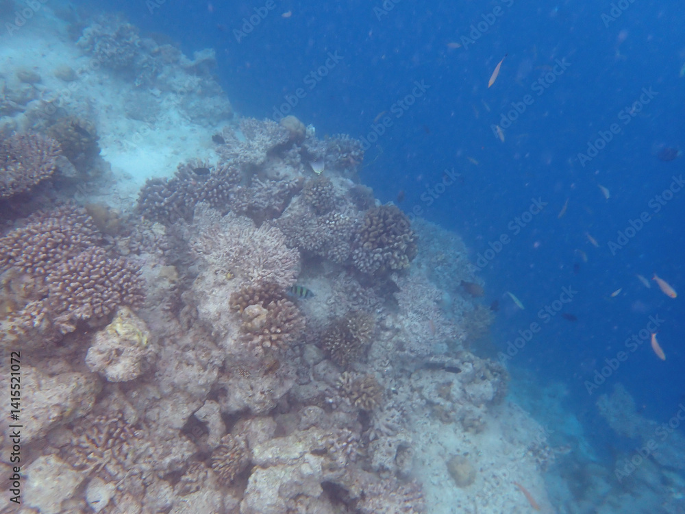 Fototapeta premium maldives sorkeling with colorful fish