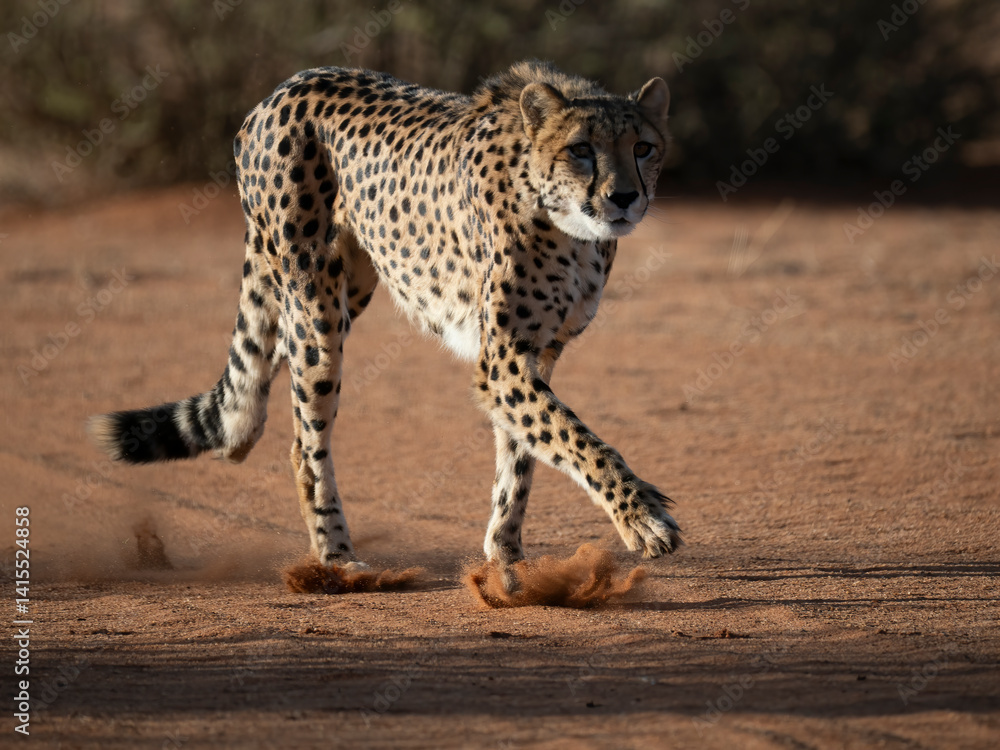 Fototapeta premium Gepard (Acinonyx jubatus)